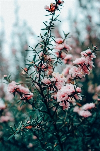 Tree nature branch blossom Photo