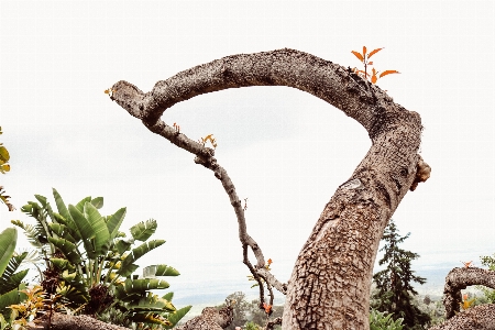 Foto Paesaggio albero natura foresta