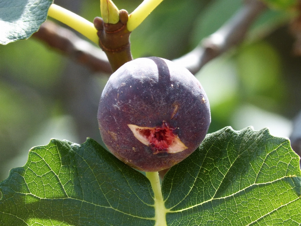 Baum zweig anlage frucht