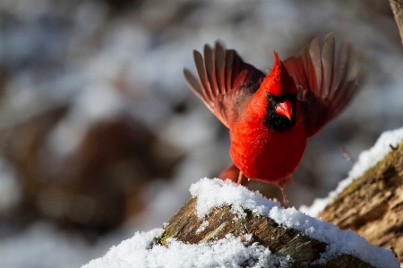 Foto Natureza neve inverno pássaro