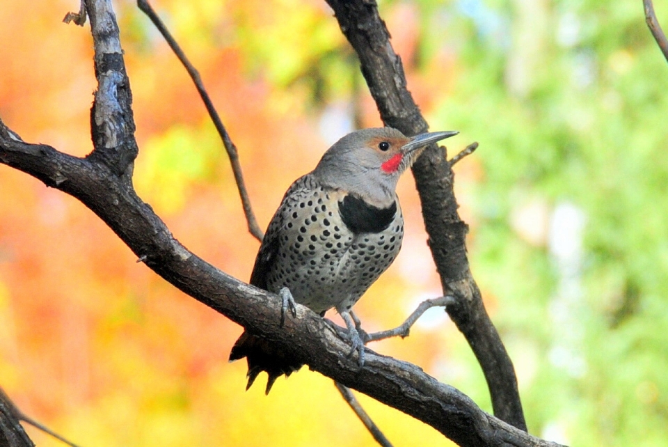 Tree nature branch bird