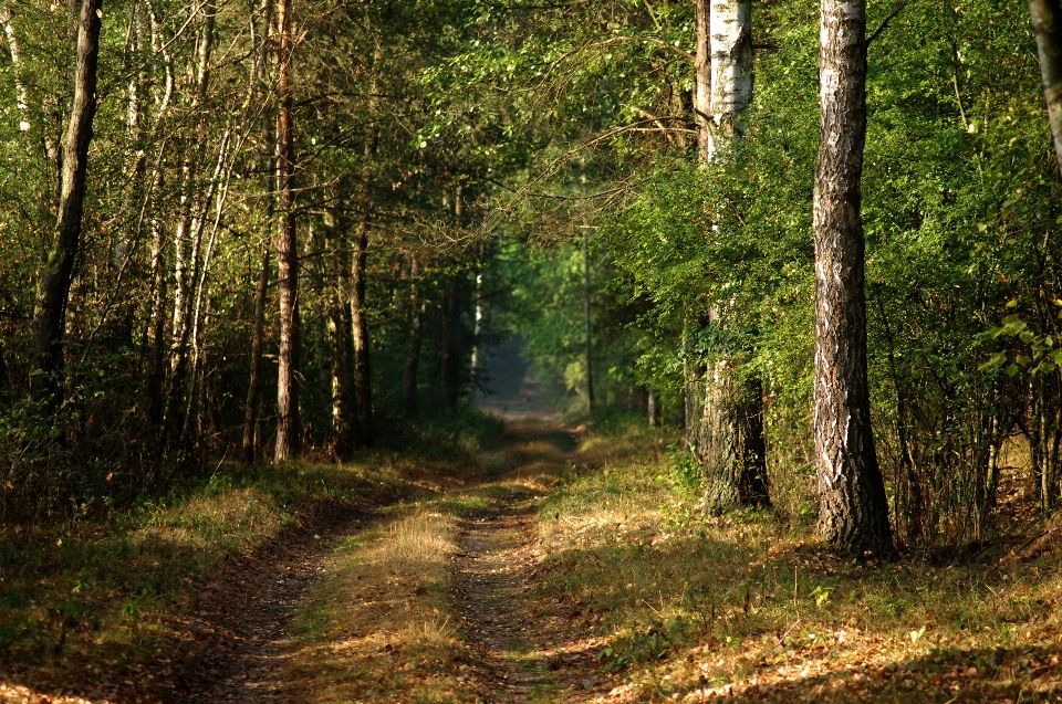 Baum natur wald wildnis
