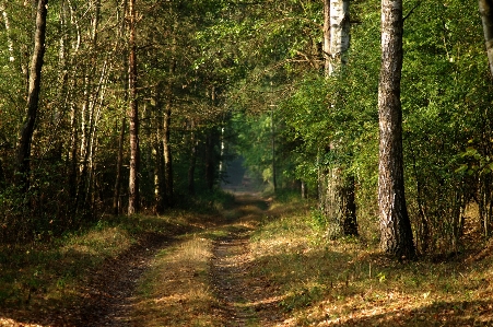 Tree nature forest wilderness Photo