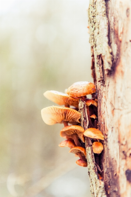 Hand baum natur zweig