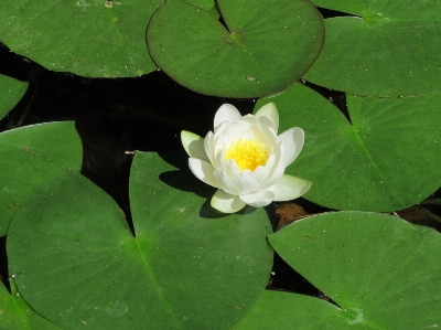 Water nature plant leaf Photo