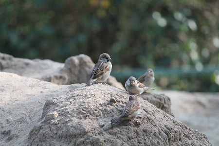 自然 鳥 街 動物 写真