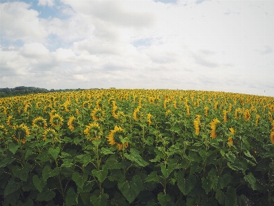 Photo Nature usine ciel champ