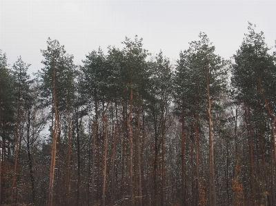 Foto Pohon alam hutan gurun
