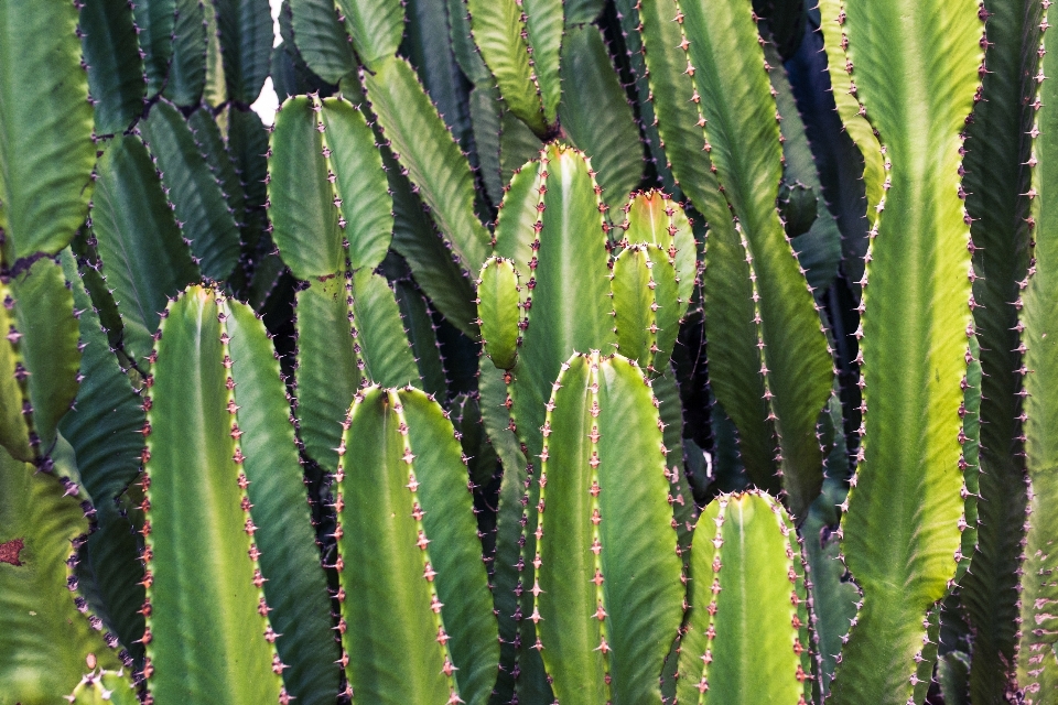 自然 仙人掌 植物 花