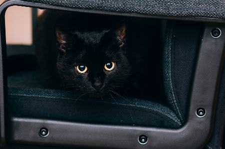 Foto Anak kucing mamalia hitam