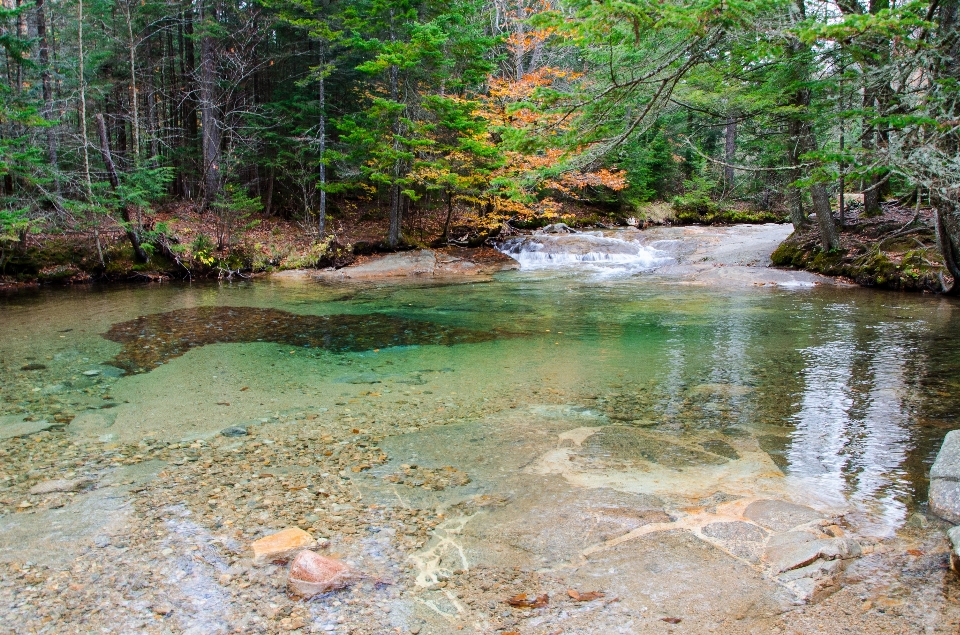 Paisaje árbol agua naturaleza