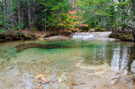 風景 木 水 自然 写真