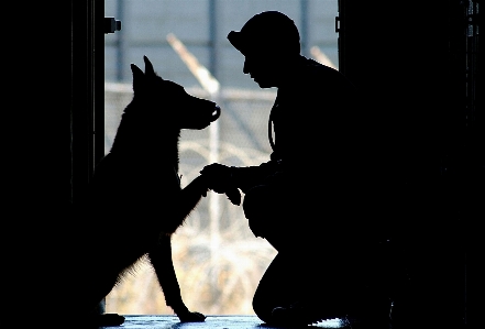 Foto Bayangan hitam anjing anjing
 militer