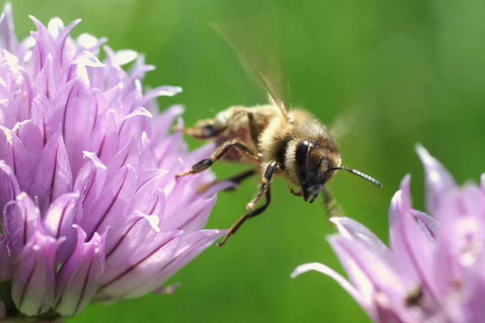 Natura kwitnąć zakład łąka
