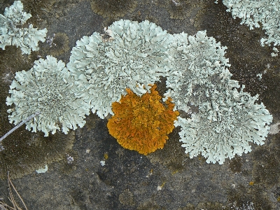 Rock leaf flower frost Photo