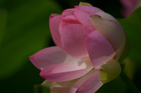 Blossom plant photography flower Photo