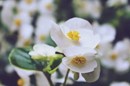 Nature blossom plant white Photo