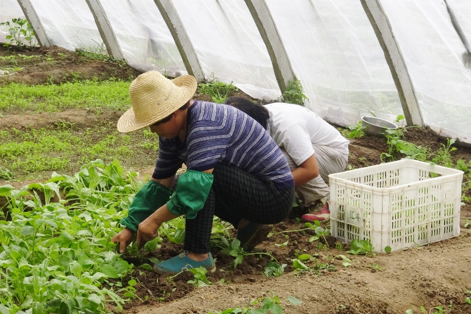 Trabajar gente campo granja