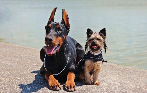 Foto Anjing mamalia yorkie
 bertulang belakang
