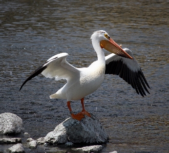 Photo Eau nature rock oiseau