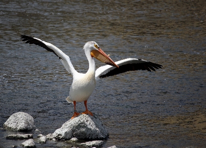 Foto água natureza pássaro asa