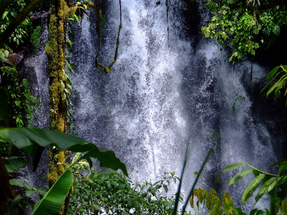 Water nature forest outdoor