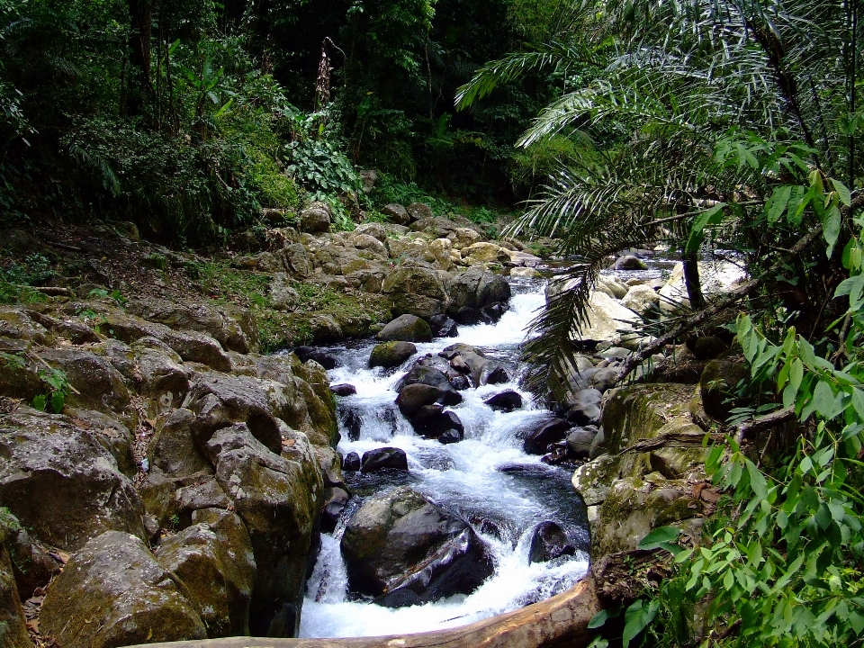 Albero acqua natura foresta