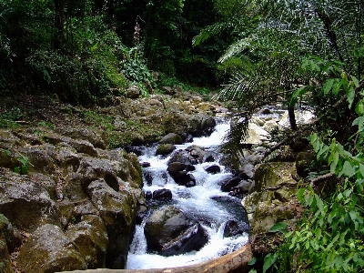 Tree water nature forest Photo