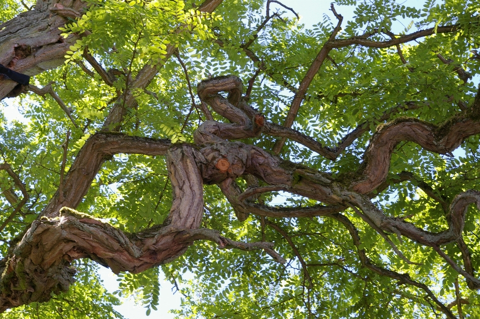 Tree nature forest branch