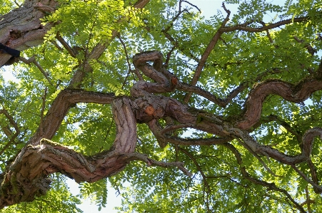 Tree nature forest branch Photo