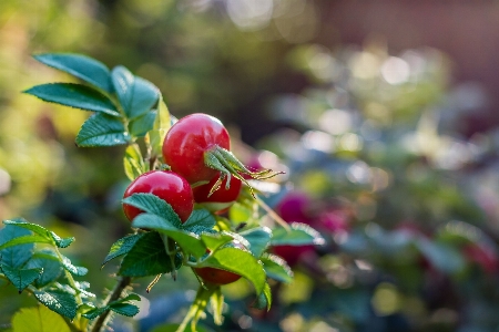 Tree nature branch blossom Photo