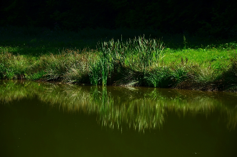 Wasser natur gras sumpf
