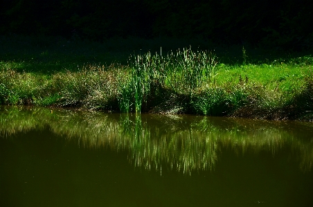 Water nature grass marsh Photo