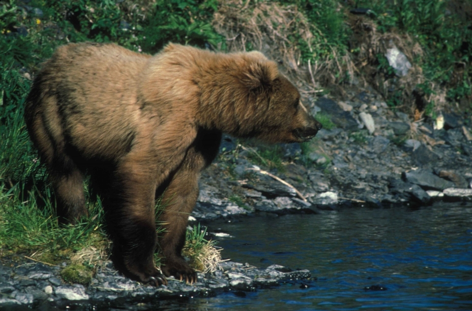 Wasser natur bach
 wildnis
