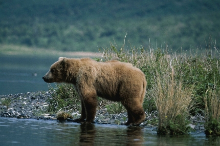 Water nature wilderness river Photo