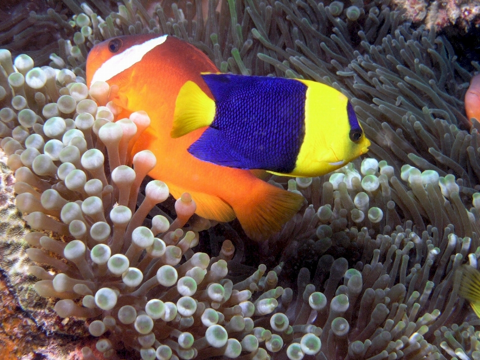 Meer ozean unter wasser tropisch