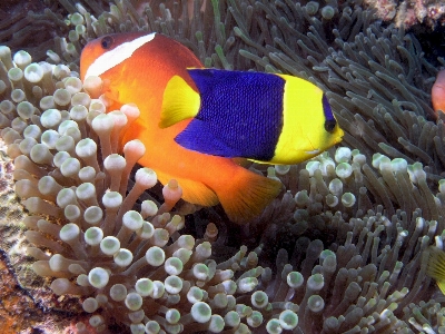 Sea ocean underwater tropical Photo