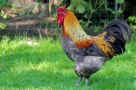 Nature bird farm prairie Photo