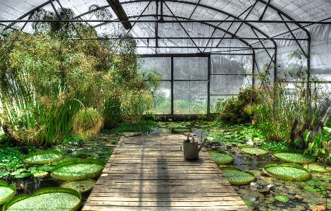 水 自然 花 植物 写真