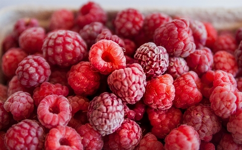 Nature plant raspberry fruit Photo