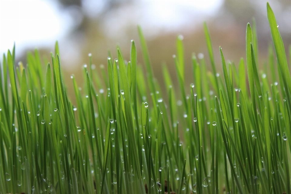 Grass branch dew plant