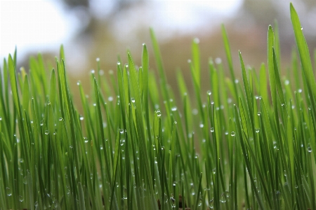 Grass branch dew plant Photo