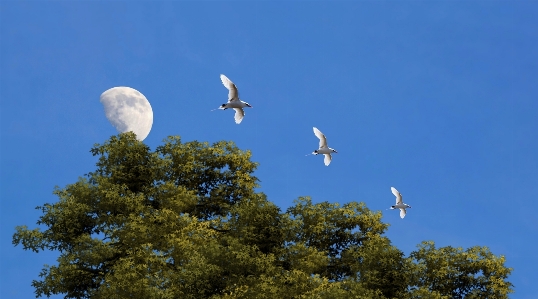 Nature forest bird light Photo