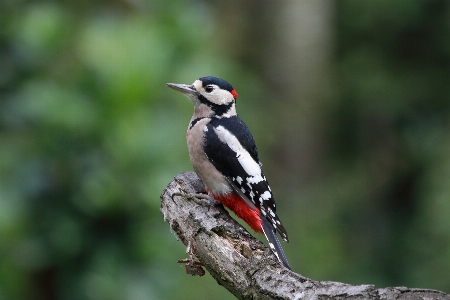 Foto Natura ramo uccello animali selvatici