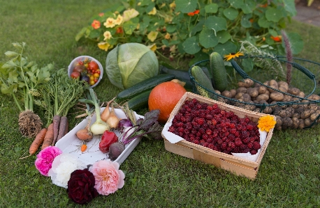 Photo Usine fruit baie fleur