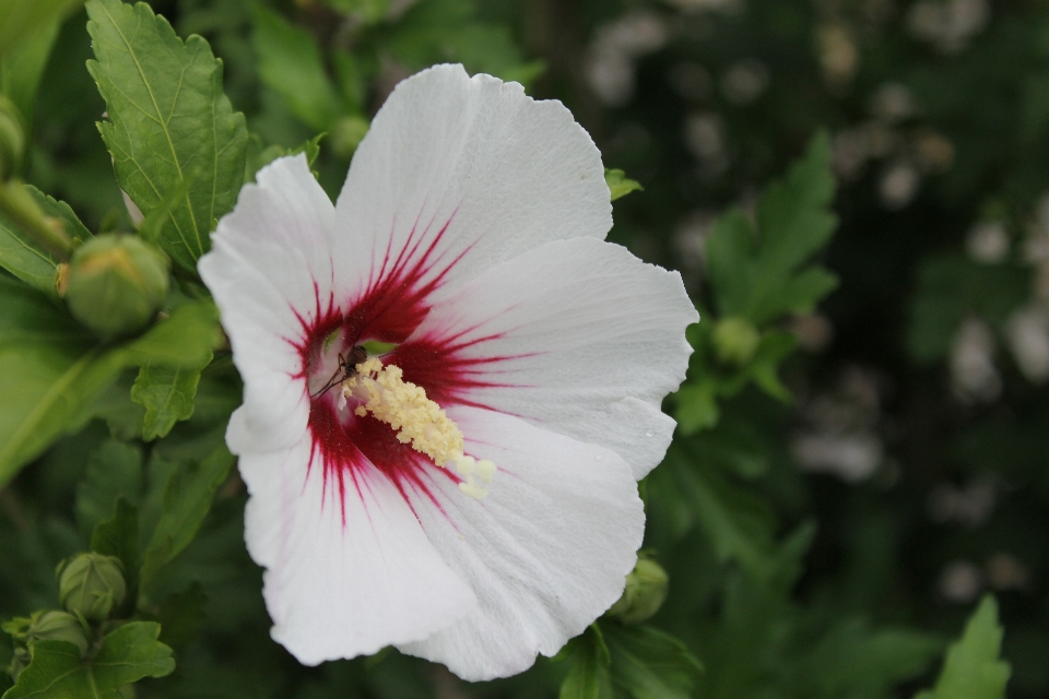 Blossom plant white flower