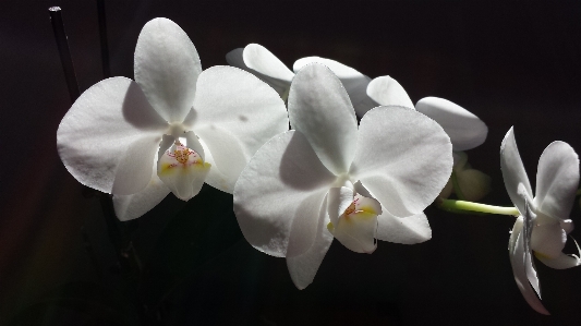 自然 花 植物 白 写真