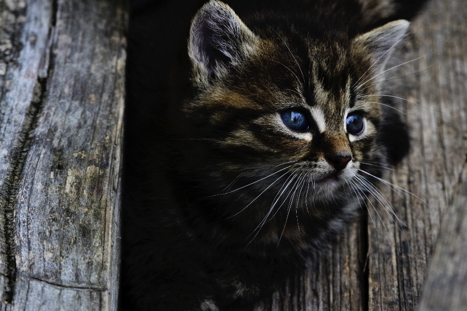 Madera gatito gato mamífero