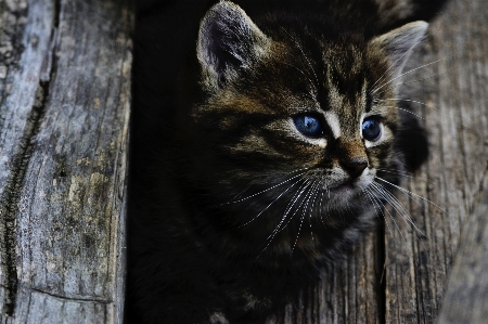 Wood kitten cat mammal Photo