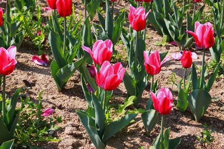 Landscape nature plant flower Photo